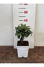 Citrus aurantifolia Lime Rosso Ø14x14 Na steblu 15 cm