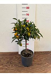 Citrus japonica Kumquat Ø18 Na steblu 20 cm