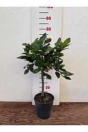 Citrus aurantifolia Ø18 Na steblu 20 cm