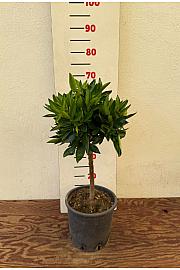 Fortunella margarita x Citrus reticulata Kulce Ø20 Na steblu 30 cm