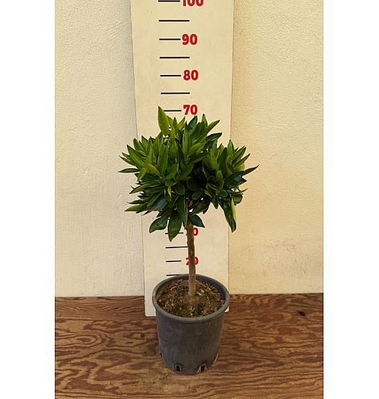 Fortunella margarita x Citrus reticulata Kulce Ø20 Na steblu 30 cm