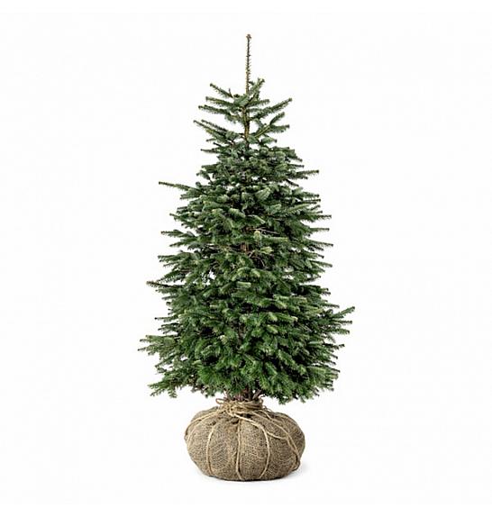 Abies nordmanniana bala 200-225 cm