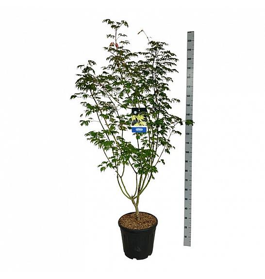 Acer pseudosieboldianum Arctic Jade® C55 Lit. 175-200 cm extra