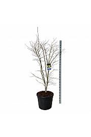 Acer pseudosieboldianum Arctic Jade® C90 Lit. 175-200 cm extra