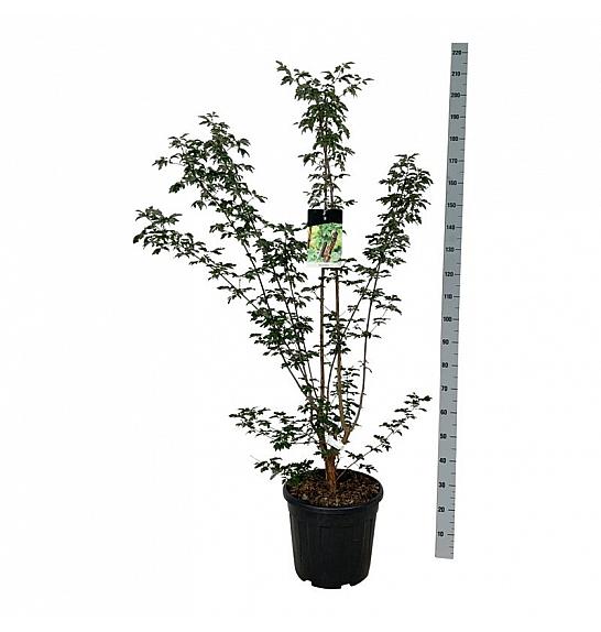 Acer griseum C30 Lit. 125-150 cm extra