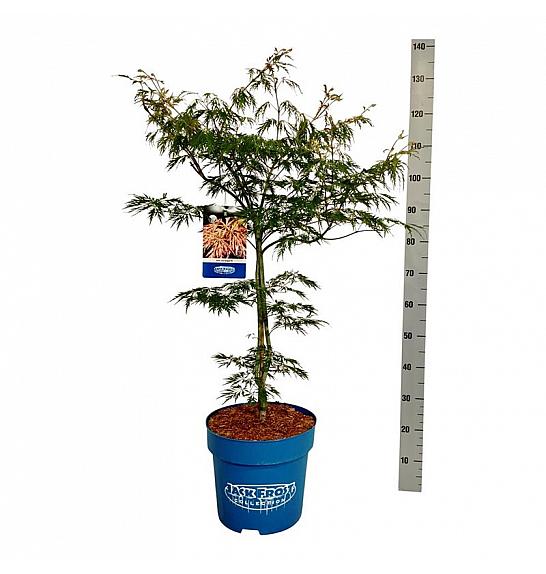 Acer pseudosieboldianum Ice Dragon® C15 Lit. 125-150 cm