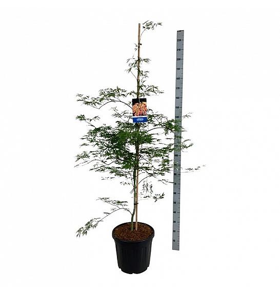 Acer pseudosieboldianum Ice Dragon® C30 Lit. 150-175 cm extra
