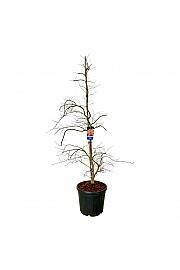 Acer pseudosieboldianum Ice Dragon® C55 Lit. 200-225 cm extra