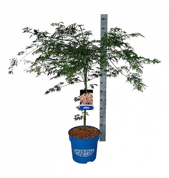 Acer pseudosieboldianum Ice Dragon® C15 Lit. 80-100 cm