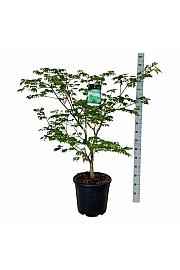 Acer japonicum Aconitifolium C30 Lit. 100-125 cm extra