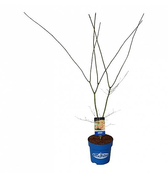 Acer pseudosieboldianum North Wind ® C15 Lit. 125-150 cm