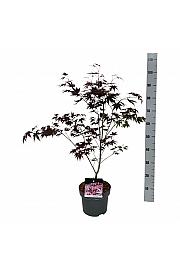 Acer palmatum Atropurpureum C4 Lit. 50-60 cm