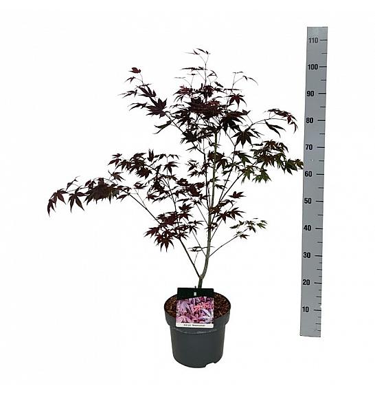 Acer palmatum Atropurpureum C4 Lit. 50-60 cm