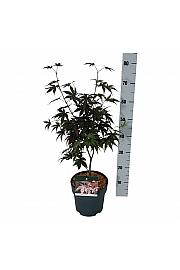 Acer palmatum Bloodgood C4 Lit. 40-50 cm