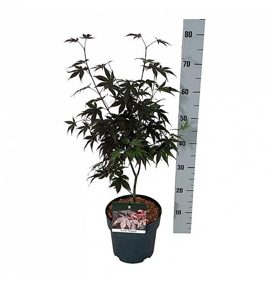 Acer palmatum Bloodgood C4 Lit. 40-50 cm