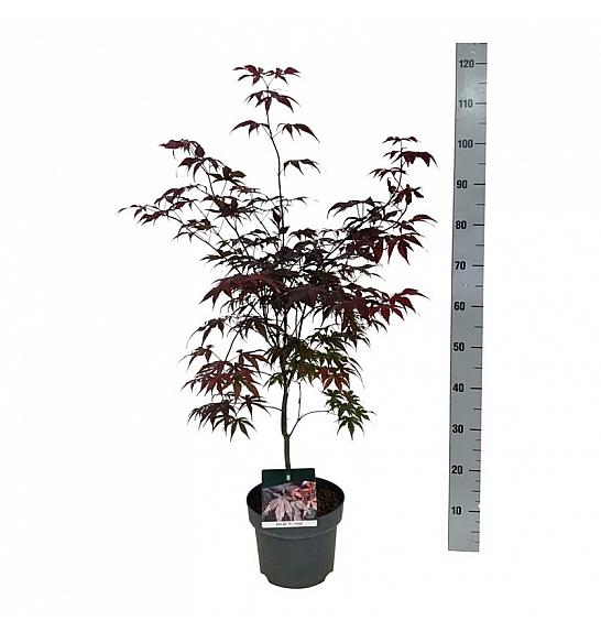 Acer palmatum Bloodgood C5 Lit. 50-60 cm