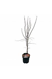 Acer palmatum Bloodgood C5 Lit. 60-80 cm