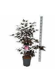 Acer palmatum Bloodgood C10 Lit. 60-80 cm