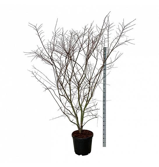 Acer palmatum Brown Sugar C55 Lit. 175-200 cm extra