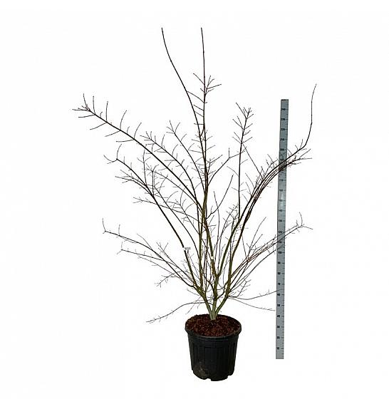 Acer palmatum Brown Sugar C55 Lit. 225-250 cm extra