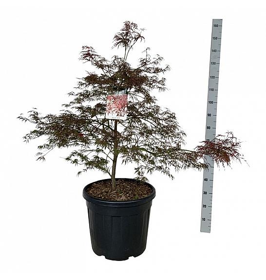 Acer palmatum Garnet C55 Lit. 100-125 cm extra