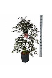Acer palmatum Garnet C10 Lit. 80-100 cm