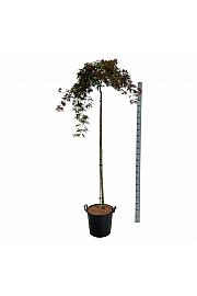 Acer palmatum Orangeola C30 Lit. Na steblu 160 cm