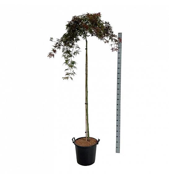 Acer palmatum Orangeola C30 Lit. Na steblu 160 cm