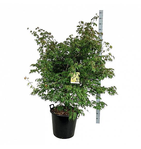 Acer palmatum Osakazuki C55 Lit. 125-150 cm extra