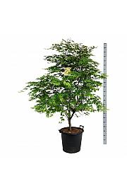 Acer palmatum Osakazuki C55 Lit. 150-175 cm extra