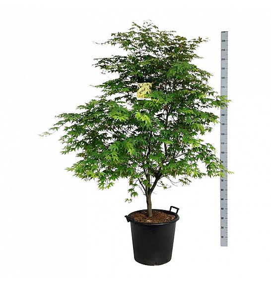 Acer palmatum Osakazuki C55 Lit. 150-175 cm extra