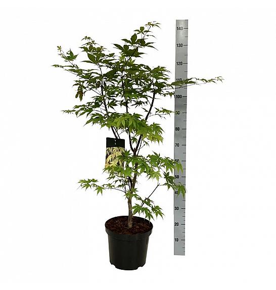Acer palmatum Osakazuki C10 Lit. 80-100 cm