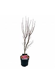 Acer palmatum Skeeters Broom C5 Lit. 60-80 cm