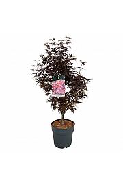 Acer palmatum Skeeters Broom C10 Lit. 60-80 cm