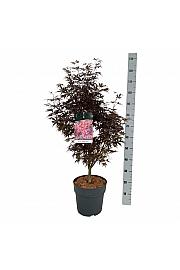 Acer palmatum Skeeters Broom C10 Lit. 60-80 cm