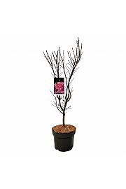 Acer palmatum Skeeters Broom C10 Lit. 80-100 cm