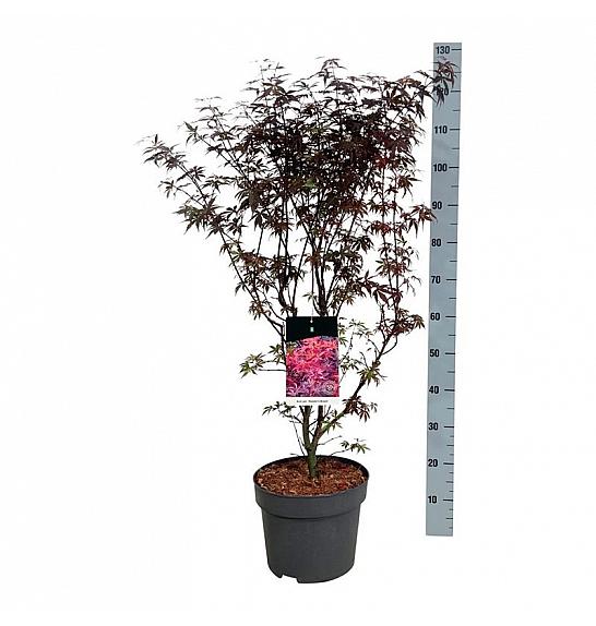 Acer palmatum Skeeters Broom C10 Lit. 80-100 cm