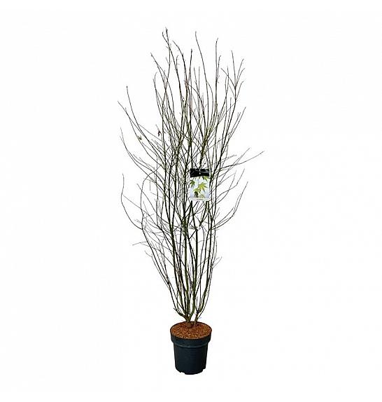 Acer palmatum C15 Lit. 125-150 cm