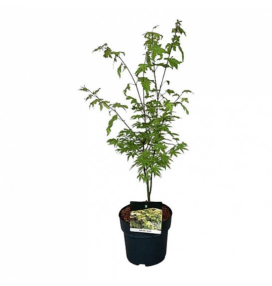 Acer shirasawanum Jordan C4 Lit. 40-50 cm