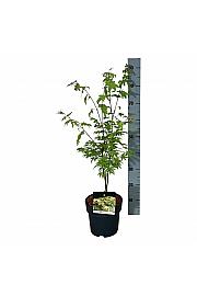 Acer shirasawanum Jordan C4 Lit. 40-50 cm