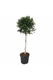 Betula utilis Magical Globe C30 Lit. Na steblu 90 cm