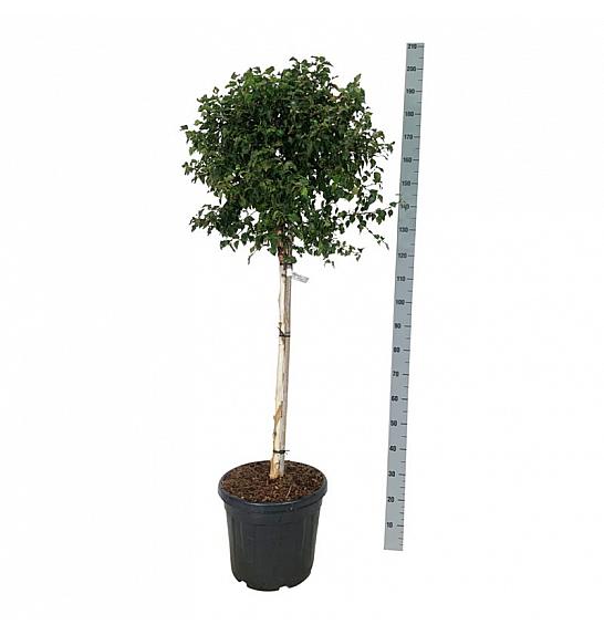 Betula utilis Magical Globe C30 Lit. Na steblu 90 cm
