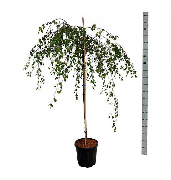 Betula utilis Youngii C15 Lit. Na steblu 120 cm