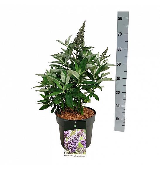Buddleja davidii Butterfly Candy Lila Sweetheart C7,5 Lit.  40-50 cm