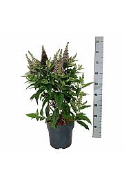 Buddleja davidii Butterfly Candy Little Cerise C7,5 Lit. 50-60 cm