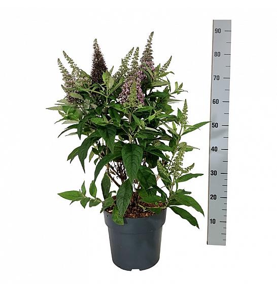 Buddleja davidii Butterfly Candy Little Cerise C7,5 Lit. 50-60 cm