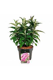Buddleja davidii Butterfly Candy Little Pink C7,5 Lit. 40-50 cm