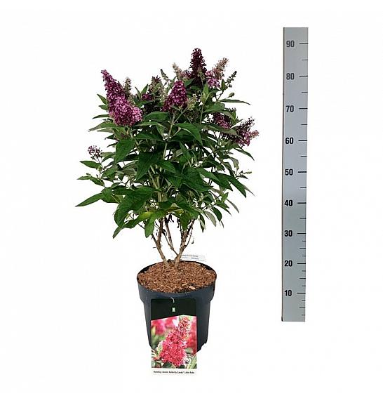 Buddleja davidii Butterfly Candy Little Ruby C7,5 Lit. 50-60 cm