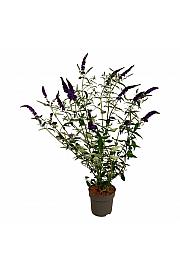Buddleja davidii Empire Blue C15 Lit. 100-125 cm