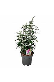 Buddleja davidii Pink Delight C15 Lit. 80-100 cm